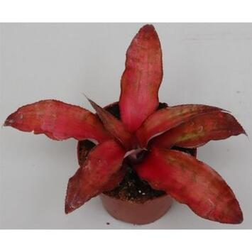 image CRYPTANTHUS STAWBERRY