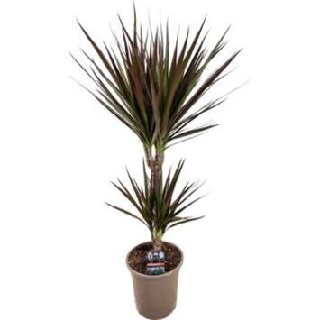 image DRACAENA MAGENTA 30-10