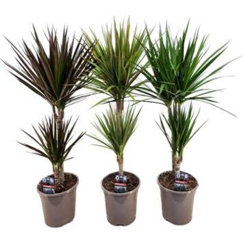 image DRACAENA VARIE 30-10