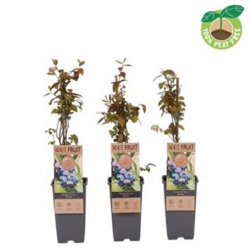 image MYRTILLE JERSEY