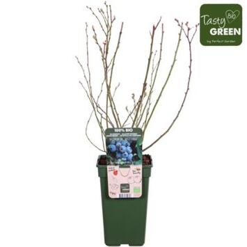 image MYRTILLE CORYMBOSUM