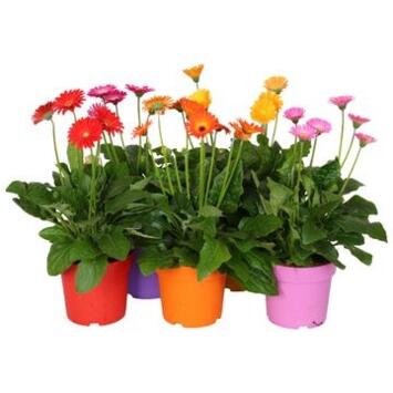 image GERBERA GARVINEA VARIE