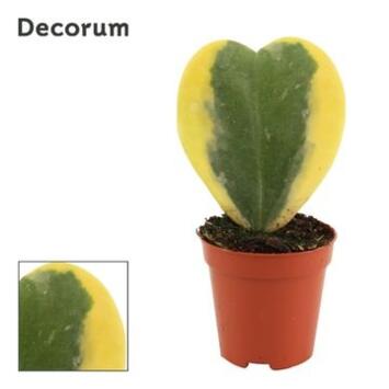 image HOYA COEUR PANACHE