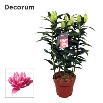 image LILIUM ORIENTAL FL DBLE ROSE 5PP