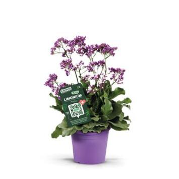 image LIMONIUM STATICE