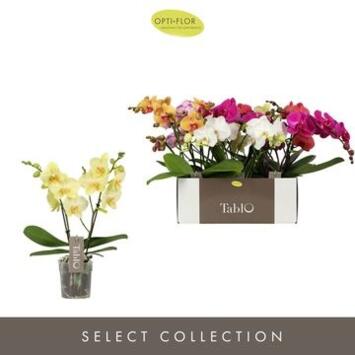 image PHALAENOPSIS 2/3BR VARIES