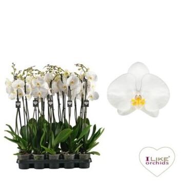 image PHALAENOPSIS 2BR BLANC