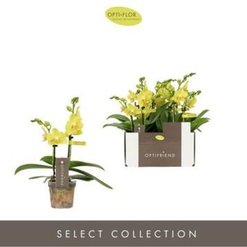 image PHALAENOPSIS 2BR JAUNE