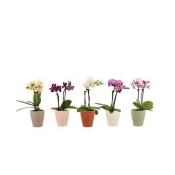 image PHALAENOPSIS 2BR VARIE CERAM
