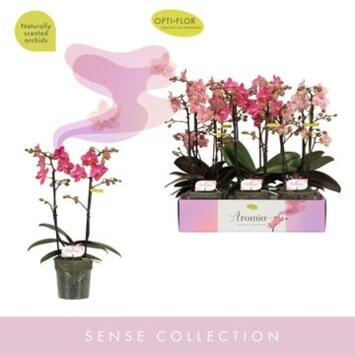 image PHALAENOPSIS 2BR VARIE