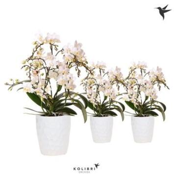 image PHALAENOPSIS 4BR MF BLANC CERAM