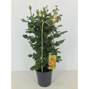 image ROSIER EXT JAUNE
