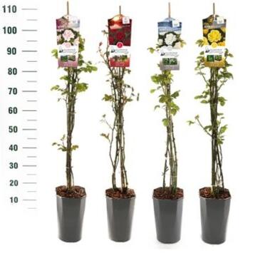 image ROSIER EXT VARIE