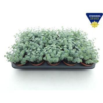 image SEDUM SIEBOLDII