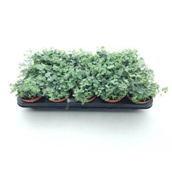 image SEDUM SIEBOLDII