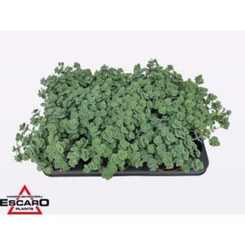 image SEDUM SIEBOLDII