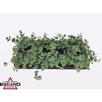 image SEDUM SIEBOLDII