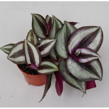 image TRADESCANTIA CALLISIA PURPLE HEART