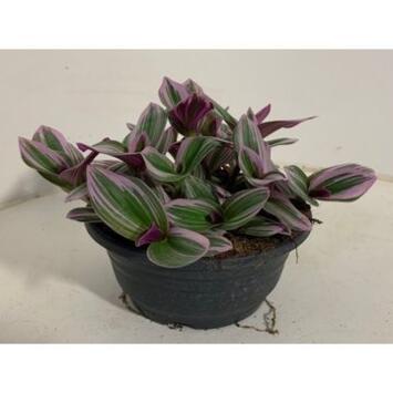 image TRADESCANTIA NANOUK COUPE
