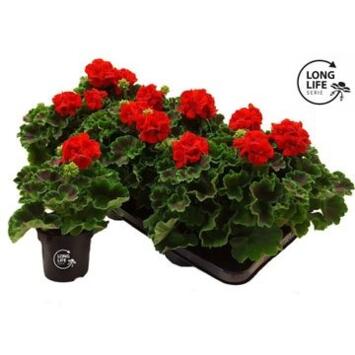 image GERANIUM ZONAL ROUGE