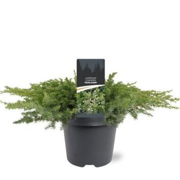 image JUNIPERUS CONFERTA SCHLAGER