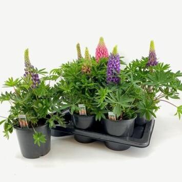 image LUPIN VARIE