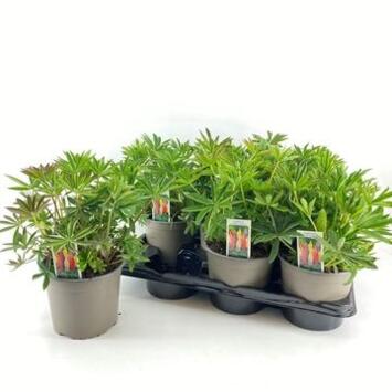 image LUPIN VARIE