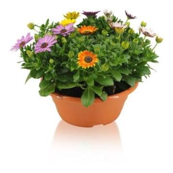 image OSTEOSPERMUM CARNAVAL COUPE