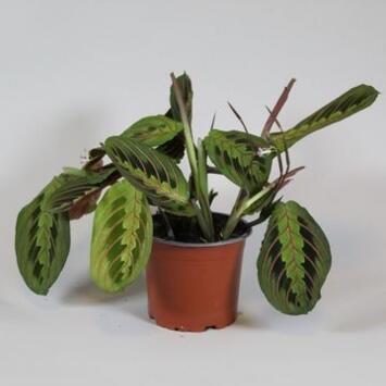 image MARANTA TRICOLOR