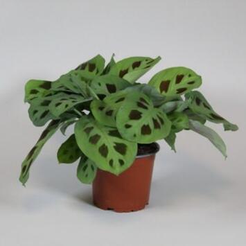 image MARANTA KERCHOVEANA