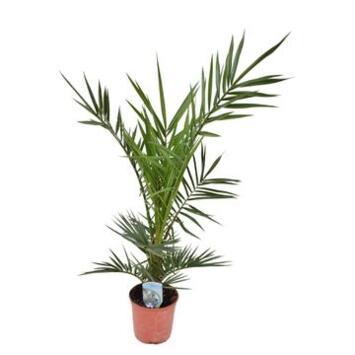 image PHOENIX CANARIENSIS