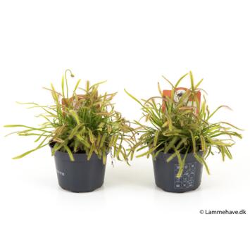 image DROSERA CAPENSIS