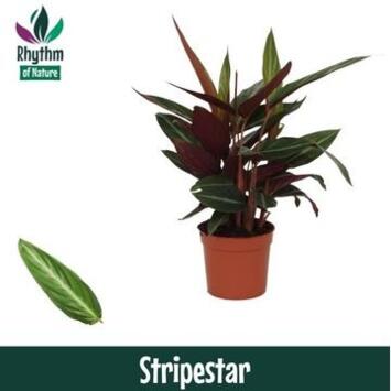 image CALATHEA STROMANTHE STRIPESTAR