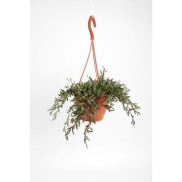 image SENECIO HERREIANUS PURPLE FLUSH SUSP
