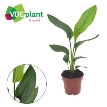 image STRELITZIA REGINAE