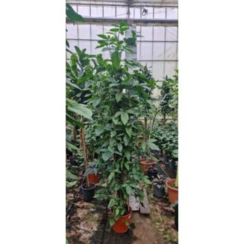 image SYNGONIUM TM