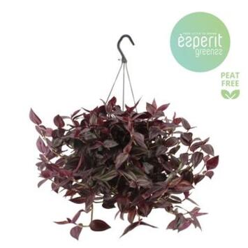 image TRADESCANTIA SUSP