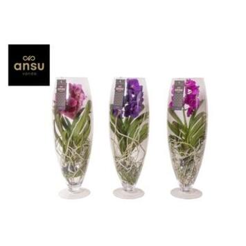 image VANDA CHAMPAGNE VERRE