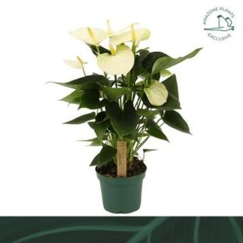 image ANTHURIUM ANDREANUM SAMORA BLANC