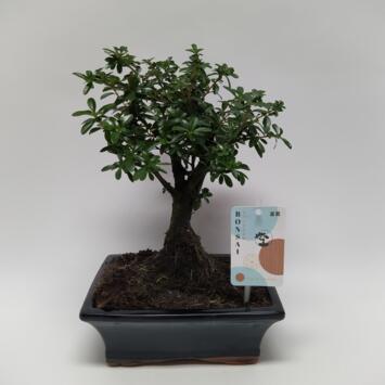 image BONSAI VARIE CERAM