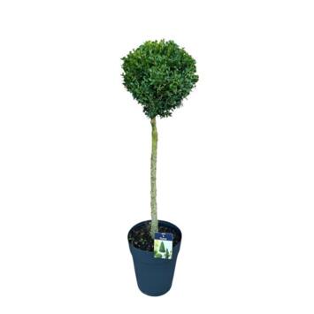 image BUXUS BOULE TIGE