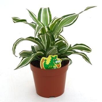 image DRACAENA COMPACTA KANZI