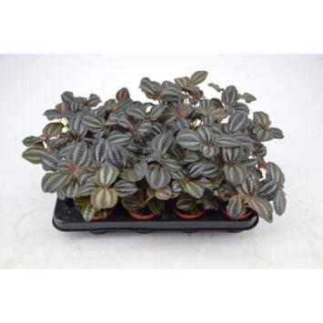 image PILEA NORFOLK