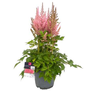 image ASTILBE CHINENSIS VISION IN PINK