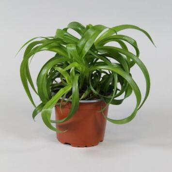 image CHLOROPHYTUM GREEN BONNIE