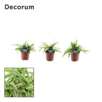 image CHLOROPHYTUM OCEAN