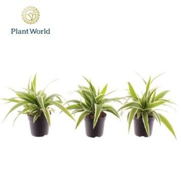 image CHLOROPHYTUM OCEAN