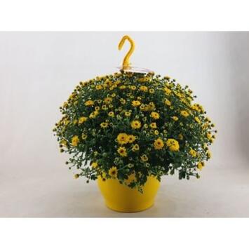 image DENDRANTHEMA SKYFALL JAUNE SUSP