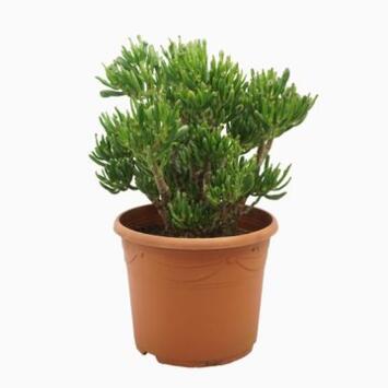 image CRASSULA OVATA GOLLUM