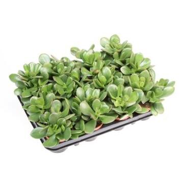 image CRASSULA OVATA